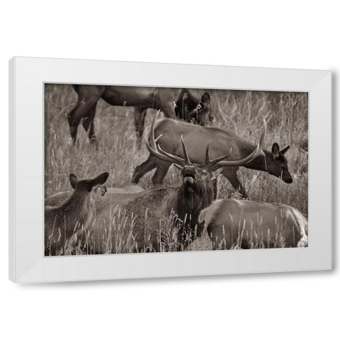 Bull elk bugling with harem-Colorado Sepia White Modern Wood Framed Art Print by Fitzharris, Tim