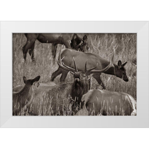 Bull elk bugling with harem-Colorado Sepia White Modern Wood Framed Art Print by Fitzharris, Tim