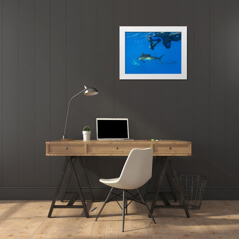 Sailfish-diver and sardines-Isla Mujeres-Mexico White Modern Wood Framed Art Print by Fitzharris, Tim