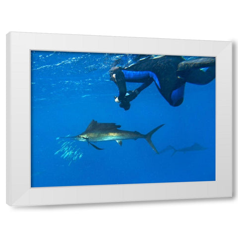 Sailfish-diver and sardines-Isla Mujeres-Mexico White Modern Wood Framed Art Print by Fitzharris, Tim