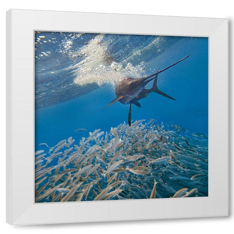 Sailfish and sardines-Isla Mujeres-Mexico White Modern Wood Framed Art Print by Fitzharris, Tim