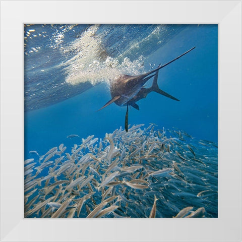 Sailfish and sardines-Isla Mujeres-Mexico White Modern Wood Framed Art Print by Fitzharris, Tim