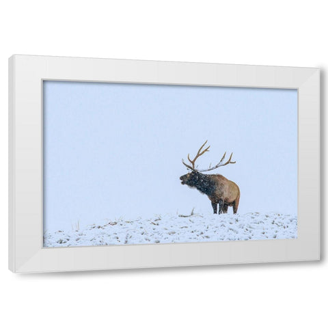 Bugling Elk-Yellowstone National Park-Wyoming White Modern Wood Framed Art Print by Fitzharris, Tim