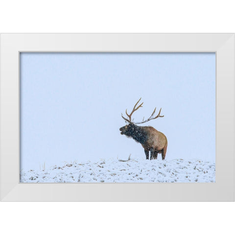 Bugling Elk-Yellowstone National Park-Wyoming White Modern Wood Framed Art Print by Fitzharris, Tim