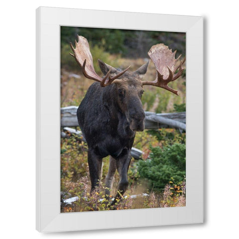 Bull moose-Glacier National Park-Montana, White Modern Wood Framed Art Print by Fitzharris, Tim