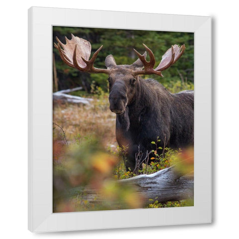 Bull moose-Glacier National Park-Montana, White Modern Wood Framed Art Print by Fitzharris, Tim