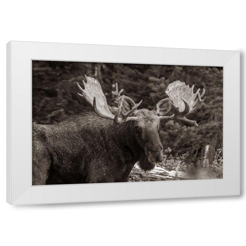 Bull moose-Rocky Mountains Glacier National Park-Montana White Modern Wood Framed Art Print by Fitzharris, Tim