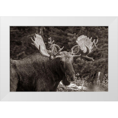 Bull moose-Rocky Mountains Glacier National Park-Montana White Modern Wood Framed Art Print by Fitzharris, Tim