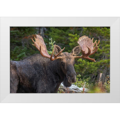 Bull moose-Rocky Mountains Glacier National Park-Montana White Modern Wood Framed Art Print by Fitzharris, Tim