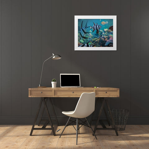 Angel fish and fusiliers-Perth Aquarium-Australia White Modern Wood Framed Art Print by Fitzharris, Tim