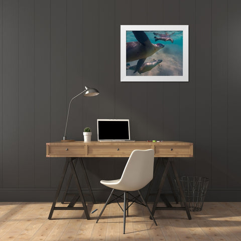 Australian sea lion-Jurien Bay-Australia White Modern Wood Framed Art Print by Fitzharris, Tim