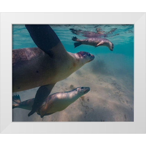 Australian sea lion-Jurien Bay-Australia White Modern Wood Framed Art Print by Fitzharris, Tim