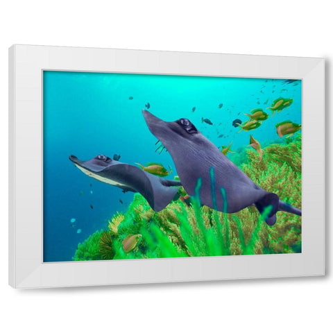 Blue Skates-Balicasag Island-Philippines White Modern Wood Framed Art Print by Fitzharris, Tim