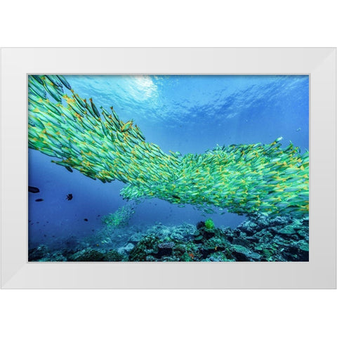 Yellow snapper school-Miniloc Island-Palawan-Philippines White Modern Wood Framed Art Print by Fitzharris, Tim