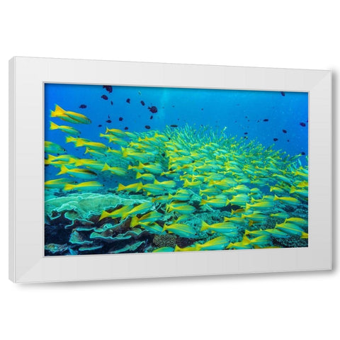 Yellow snapper school-Miniloc Island-Palawan-Philippines White Modern Wood Framed Art Print by Fitzharris, Tim