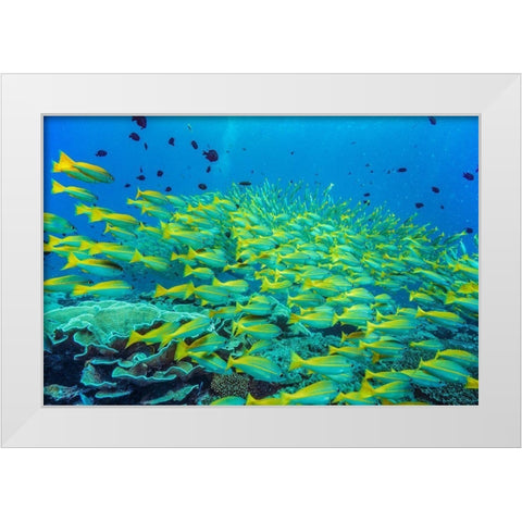 Yellow snapper school-Miniloc Island-Palawan-Philippines White Modern Wood Framed Art Print by Fitzharris, Tim