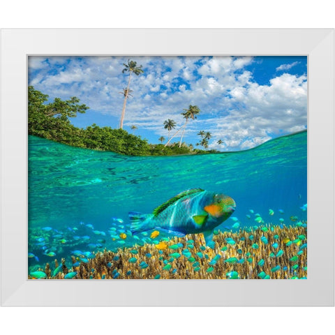 Blue chromis and coral at palm tree Bukai Beach-Palawan-Philippines White Modern Wood Framed Art Print by Fitzharris, Tim