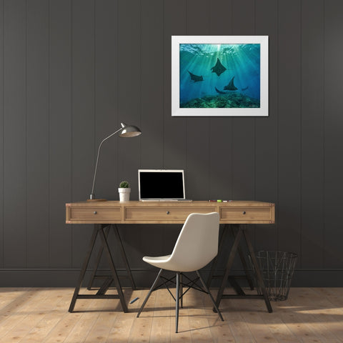 Reef manta rays-Penida Island-Indonesia White Modern Wood Framed Art Print by Fitzharris, Tim