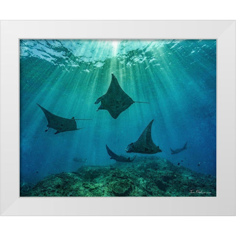 Reef manta rays-Penida Island-Indonesia White Modern Wood Framed Art Print by Fitzharris, Tim