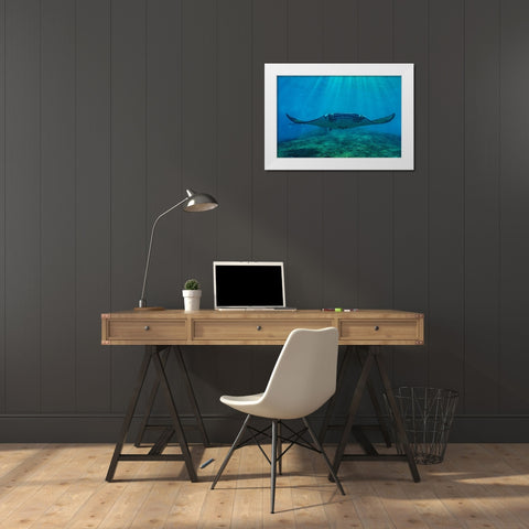 Reef manta rays-Penida Island-Indonesia White Modern Wood Framed Art Print by Fitzharris, Tim