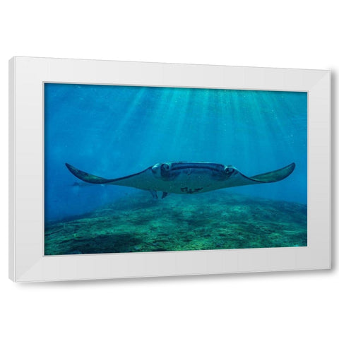 Reef manta rays-Penida Island-Indonesia White Modern Wood Framed Art Print by Fitzharris, Tim
