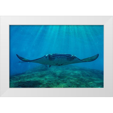 Reef manta rays-Penida Island-Indonesia White Modern Wood Framed Art Print by Fitzharris, Tim