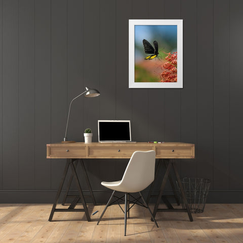 Birdwing butterfly Indonesia White Modern Wood Framed Art Print by Fitzharris, Tim