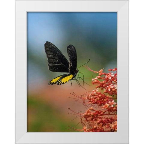 Birdwing butterfly Indonesia White Modern Wood Framed Art Print by Fitzharris, Tim