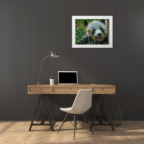 Panda eating bamboo White Modern Wood Framed Art Print by Fitzharris, Tim