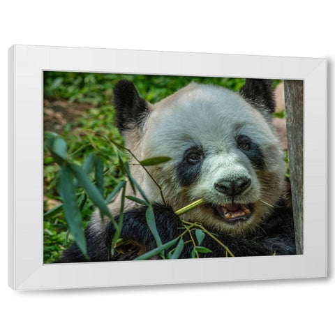 Panda eating bamboo White Modern Wood Framed Art Print by Fitzharris, Tim