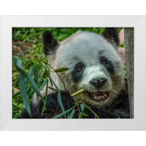 Panda eating bamboo White Modern Wood Framed Art Print by Fitzharris, Tim