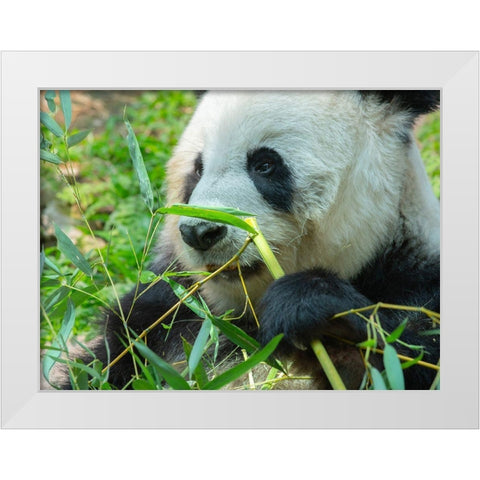 Panda eating bamboo White Modern Wood Framed Art Print by Fitzharris, Tim