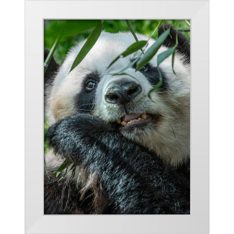 Panda eating bamboo White Modern Wood Framed Art Print by Fitzharris, Tim