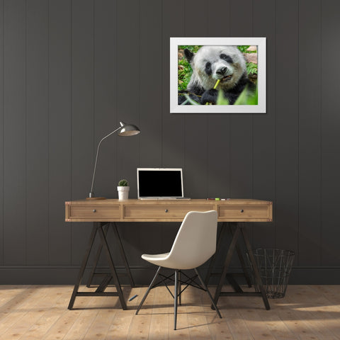 Panda eating bamboo White Modern Wood Framed Art Print by Fitzharris, Tim