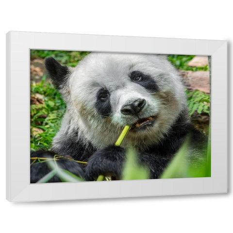 Panda eating bamboo White Modern Wood Framed Art Print by Fitzharris, Tim