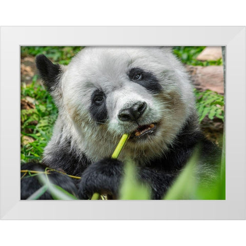 Panda eating bamboo White Modern Wood Framed Art Print by Fitzharris, Tim