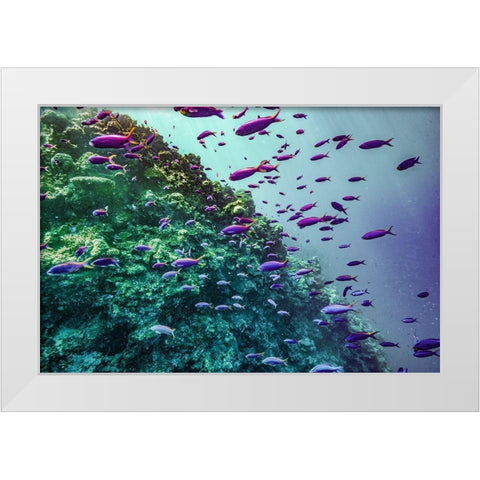 Coral reef fish-Philippines White Modern Wood Framed Art Print by Fitzharris, Tim