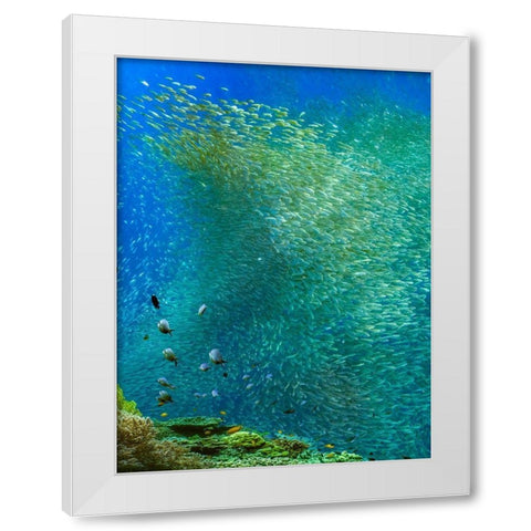 Sardines-Panagsama reef-Philippines White Modern Wood Framed Art Print by Fitzharris, Tim