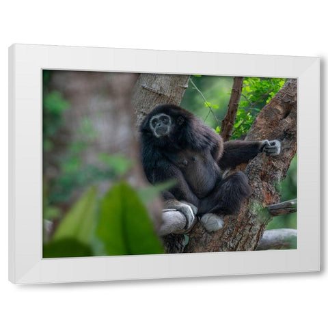 Black-crested Gibbon White Modern Wood Framed Art Print by Fitzharris, Tim