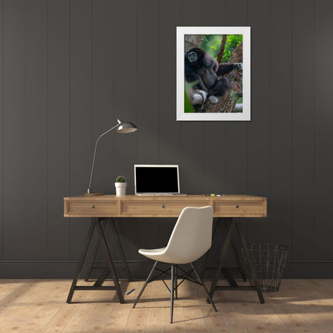 Black-crested Gibbon White Modern Wood Framed Art Print by Fitzharris, Tim