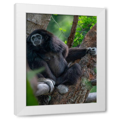 Black-crested Gibbon White Modern Wood Framed Art Print by Fitzharris, Tim