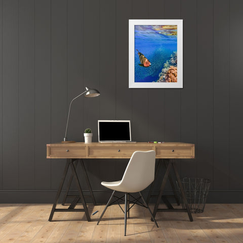 Red parrot fish and sardines-Panagsama reef-Philippines White Modern Wood Framed Art Print by Fitzharris, Tim