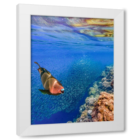 Red parrot fish and sardines-Panagsama reef-Philippines White Modern Wood Framed Art Print by Fitzharris, Tim