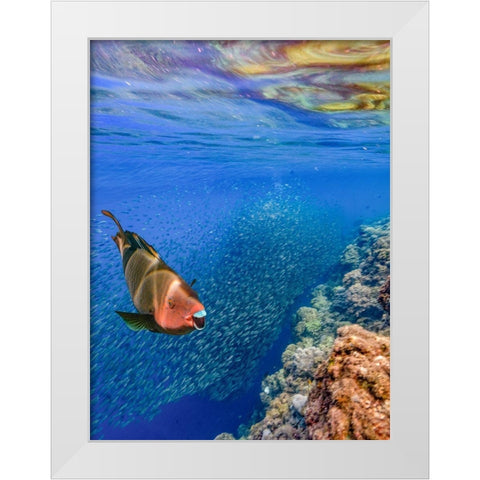Red parrot fish and sardines-Panagsama reef-Philippines White Modern Wood Framed Art Print by Fitzharris, Tim