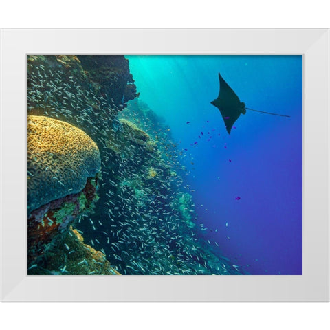 Spotted Eagle Ray with brain coral White Modern Wood Framed Art Print by Fitzharris, Tim