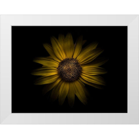 Backyard Flowers Yellow 18 White Modern Wood Framed Art Print by Carson, Brian