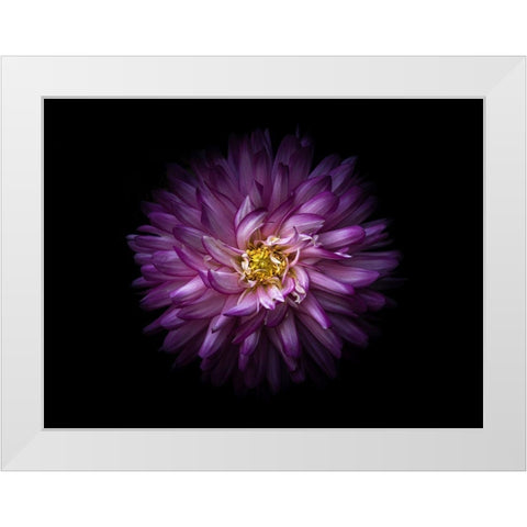 Backyard Flowers Purple 20 White Modern Wood Framed Art Print by Carson, Brian