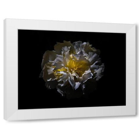 Backyard Flowers White 25 White Modern Wood Framed Art Print by Carson, Brian