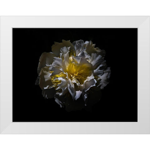 Backyard Flowers White 25 White Modern Wood Framed Art Print by Carson, Brian