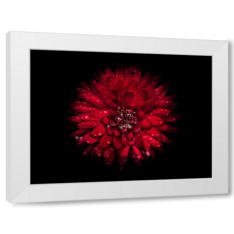 Backyard Flowers Red 45 White Modern Wood Framed Art Print by Carson, Brian